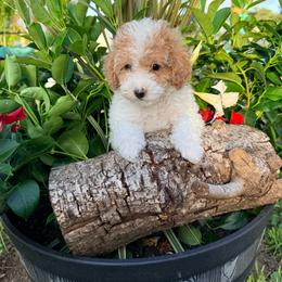 Sailor - Parti female Goldendoodle puppy in Cocoa, Florida from The Beach Doodles
