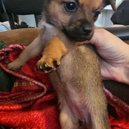 Orange - Black sabled fawn female Chihuahua puppy in Bethlehem, Pennsylvania from Steel City Exotics