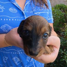 Legend - Dapple male Dachshund puppy in Mobile, Alabama from Ruff Patch Doxie Den