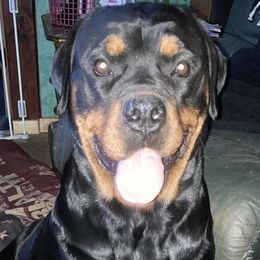 Zara - Rottweiler