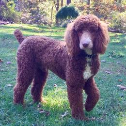 River - Poodle