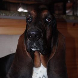 Gus - Basset Hound