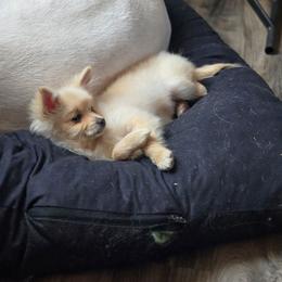 Spice - Cream female Pomeranian puppy in Newport News, Virginia from Itty Bitty Poms