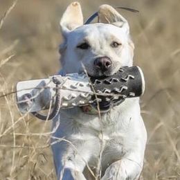 Labrador Retrievers from Paws-itive Puppy Dog Training