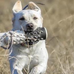 Labrador Retrievers from Paws-itive Puppy Dog Training