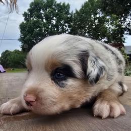 Brownie - Blue merle male Miniature Australian Shepherd puppy in Pocahontas, Arkansas from Melissa's Mini Aussies