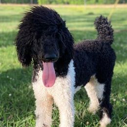 Poodles from Weisbrod’s Standard Poodles