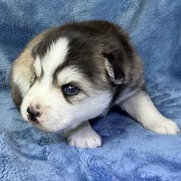 Romeo - Black and white male Pomsky puppy in Winchendon, Massachusetts from Mountain View Pomskies