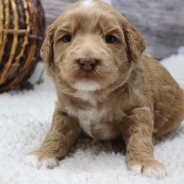 Queen Sandra - Caramel female Australian Labradoodle puppy in Provo, Utah from EllsWORTH Labradoodles LLC