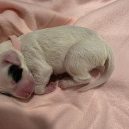 Girl 3 - Blue belton female English Setter puppy in Tiskilwa, Illinois from First Harmony Farms