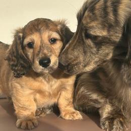 Blossom - Brindle female Dachshund puppy in Splendora, Texas from Ram’s Kennels