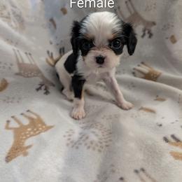 Pancake aka Dinky Dog - Tri-color female Cavalier King Charles Spaniel puppy in Ashwood, Oregon from Kelly Hendrix's Cavalier King Charles Spaniels & Toy Australian Shepherds