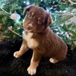 Eloise - Red tri-color female Australian Shepherd puppy in Blomkest, Minnesota from Meljestic Farms