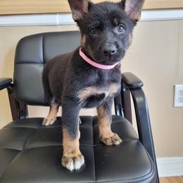 Gadget - Black and tan German Shepherd puppy in Winchester, Kentucky from Cintron K9 - del Lago Kennels
