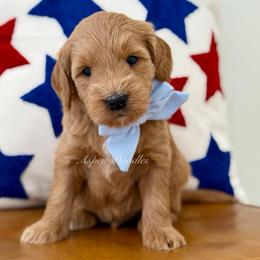 Lt blue collar BULLSEYE - Apricot male Goldendoodle puppy in Salem, Utah from Aspen Doodles Utah