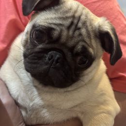 Not named - Fawn male Pug puppy in Liberty, South Carolina from Garrick’s Precious Pugs
