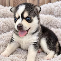 Bruno - Black and white male Pomsky puppy in Mannington Township, New Jersey from Little Husky Hutt