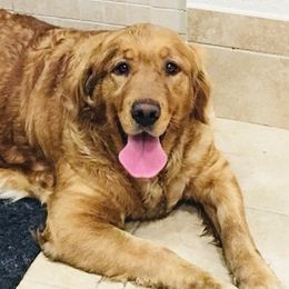 Lady - Golden Retriever