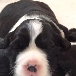 English Springer Spaniels from Implausible English Springer Spaniels