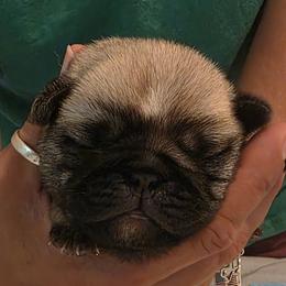 Green Collar Boy - Fawn male Pug puppy in New Braunfels, Texas from Kex Pug Haus