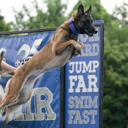 Belgian Malinois and German Shepherds from Abenteurer German Shepherds & Belgian Malinois