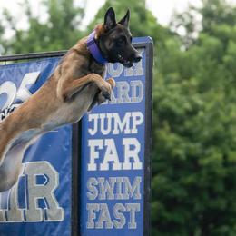 Belgian Malinois and German Shepherds from Abenteurer German Shepherds & Belgian Malinois