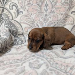 Girl 4699 - Red female Dachshund puppy in Spring Hope, North Carolina from Hogan’s Lowrider Hounds