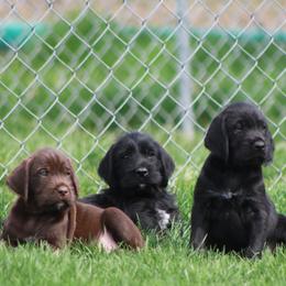 German Wirehaired Pointer and Pudelpointer Puppies from Ripsnorter Kennels
