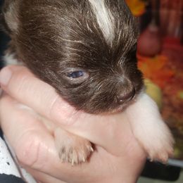 Wraith - Chocolate male Pomeranian puppy in Weatherford, Texas from Jeweled Poms