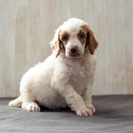 Frost - Parti male Poodle puppy in Fairfield, Illinois from Positively Doodles