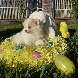 Puppy 1 - Cream parti female Pomeranian puppy in San Jacinto, California from Savvypomeranians