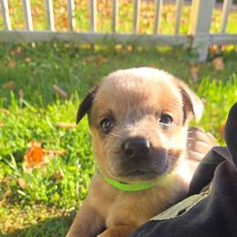 Orion - Red speckled male Australian Cattle Dog puppy in Canton, Pennsylvania from DNB Heelers