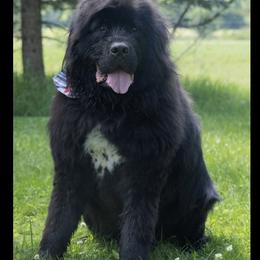 Nicholas - Black male Newfoundland puppy in Kimball Twp, Michigan from Pine River Newfoundlands