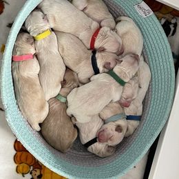 Golden Retriever Puppies from Ruff Life Goldens