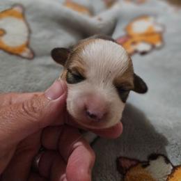 MARY - Sable female Pembroke Welsh Corgi puppy in Pilot Rock, Oregon from L2H Corgi's