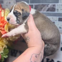 Shannon - Fawn male Great Dane puppy in Lehigh Acres, Florida from Florida Wrinkles