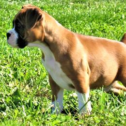 Boxers from Premier Boxers