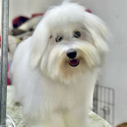 Coton de Tulear All Grown Up from Young at Heart Cotons