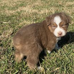 Boy 1 - Red tri-color Australian Shepherd puppy in Missouri from Headley Farms Australian Shepherds