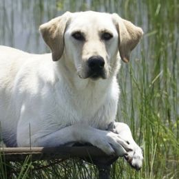 Labrador Retrievers from Rocha Retrievers