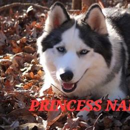 Siberian Husky Puppies from Royal Siberian AKC Huskies