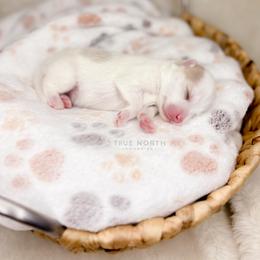 Pomsky Puppies from True North Pomskies