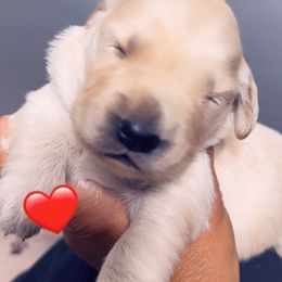 Golden Retriever Puppies from Ruff Life Goldens