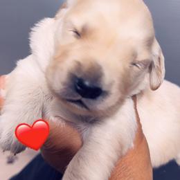 Golden Retriever Puppies from Ruff Life Goldens