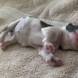 Shih Tzu Puppies from Willow Lane Shih Tzus