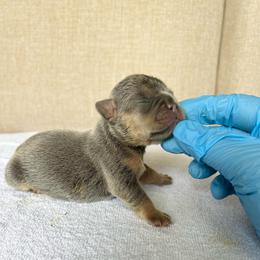 Orange Boy - Black and tan male French Bulldog puppy in Dawsonville, Georgia from Baros Kennel