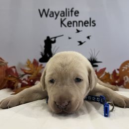 Blue - Yellow male Labrador Retriever puppy in Newton Grove, North Carolina from Wayalife Labradors & Gsp’s