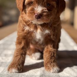 Butters - Red  male Goldendoodle puppy in Goodyear, Arizona from GAMMIE’S DOODLES