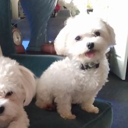 Maltese, Maltipoos, and Poodles from MountCarmelPuppies