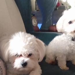 Maltese, Maltipoos, and Poodles from MountCarmelPuppies